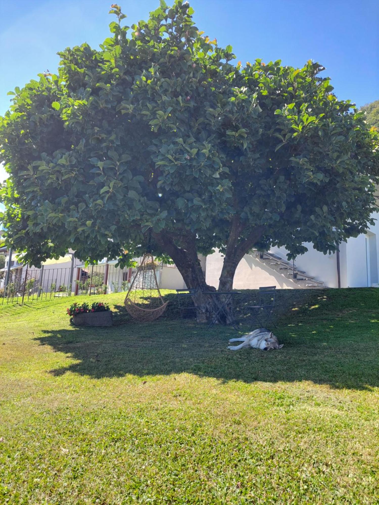 Casa Vacanze Perla Del Lago Domaso Eksteriør billede